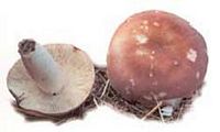 Russule comestible. Cliquer pour agrandir l'image.