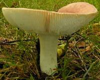 Russule comestible. Cliquer pour agrandir l'image.