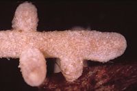 Mycorhize de la russule de fiel et du hêtre. Cliquer pour agrandir l'image.