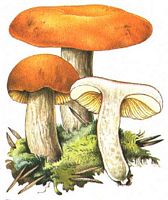 Russule décolorante. Dessin. Cliquer pour agrandir l'image.