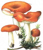 Russule émétique. Dessin. Cliquer pour agrandir l'image.