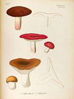 Planche d'identification avec russule comestible. Cliquer pour agrandir l'image.