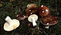 Russule entière. Cliquer pour agrandir l'image.