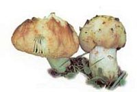Russule fétide. Cliquer pour agrandir l'image.