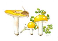 Russule jaune. Dessin. Cliquer pour agrandir l'image.