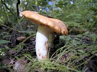 Russule jaune. Cliquer pour agrandir l'image.
