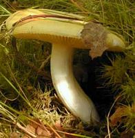 Russule jaune. Cliquer pour agrandir l'image.