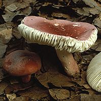 Russule jolie. Cliquer pour agrandir l'image.