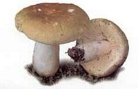 Russule olivacée. Cliquer pour agrandir l'image.