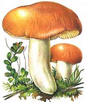 Russule palustre. Dessin. Cliquer pour agrandir l'image.