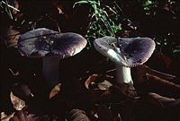 Russule pourpre et noire. Cliquer pour agrandir l'image.