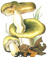 Russule vert-de-gris. Dessin. Cliquer pour agrandir l'image.