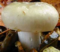 Russule vert-de-gris. Cliquer pour agrandir l'image.