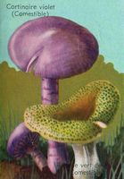 Russule vert-de-gris. Dessin d'identification (avec cortinaire violet). Cliquer pour agrandir l'image.
