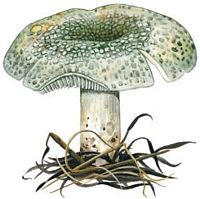 Russules. Dessin. Cliquer pour agrandir l'image.