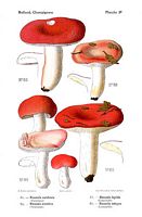 Russules. Dessin d'identification. Cliquer pour agrandir l'image.