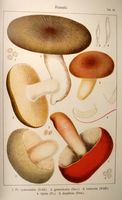 Russules. Planche Ricken 16. Cliquer pour agrandir l'image.