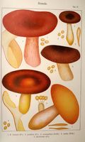 Russules. Planche Ricken 17. Cliquer pour agrandir l'image.