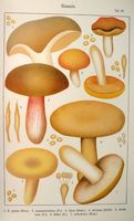 Russules. Planche Ricken 18. Cliquer pour agrandir l'image.