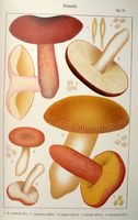 Russules. Planche Ricken 19. Cliquer pour agrandir l'image.