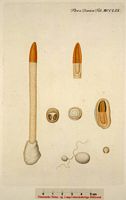 Satyre du chien. Dessin d'identification. Cliquer pour agrandir l'image.