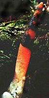 Satyre élégant. Cliquer pour agrandir l'image.