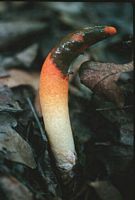 Satyre élégant. Cliquer pour agrandir l'image.