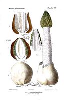 Satyre puant. Dessin d'identification. Cliquer pour agrandir l'image.