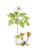 Sclerotinie tubereuse. Dessin. Cliquer pour agrandir l'image.