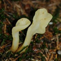 Cheires de Côme. Cliquer pour agrandir l'image.