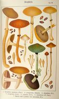 Strophaires. Planche Ricken 53. Cliquer pour agrandir l'image.