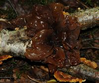 Trémelle foliacée. Les Roches. Cliquer pour agrandir l'image.