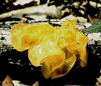 Trémelle mésentérique. Cliquer pour agrandir l'image.