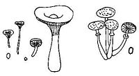 Tricholomatacées. Cliquer pour agrandir l'image.