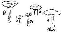 Tricholomatacées. Cliquer pour agrandir l'image.