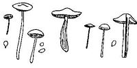 Tricholomatacées. Cliquer pour agrandir l'image.