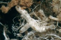 Mycorhize du tricholome acerbe et du hêtre. Cliquer pour agrandir l'image.