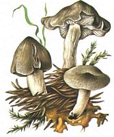 Tricholome couleur de terre. Dessin. Cliquer pour agrandir l'image.