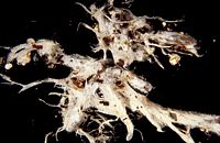 Tricholome émarginé. Mycorhize du tricholome émarginé et du pin. Cliquer pour agrandir l'image.