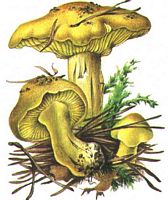 Tricholome équestre. Dessin. Cliquer pour agrandir l'image.