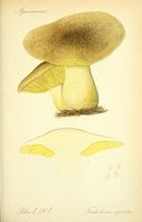 Tricholome équestre. Planche d'identification Thomé 126e. Cliquer pour agrandir l'image.