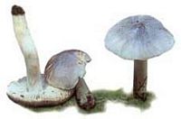 Tricholome gris sombre. Cliquer pour agrandir l'image.
