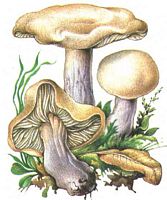 Tricholome masqué. Dessin. Cliquer pour agrandir l'image.