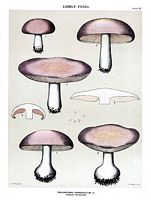 Tricholome masqué. Dessin d'identification. Cliquer pour agrandir l'image.