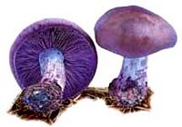 Tricholome nu. Cliquer pour agrandir l'image. Tricholome nu. Cliquer pour agrandir l'image.