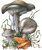 Tricholome nu. Dessin. Cliquer pour agrandir l'image.