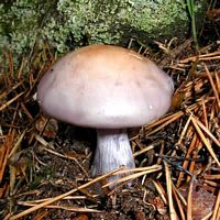 Tricholome nu. Cliquer pour agrandir l'image. Tricholome nu. Cliquer pour agrandir l'image.