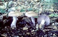 Tricholome nu. Cliquer pour agrandir l'image.