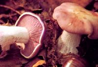Tricholome nu. Cliquer pour agrandir l'image. Tricholome nu. Cliquer pour agrandir l'image.