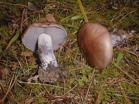 Tricholome nu. Cliquer pour agrandir l'image.